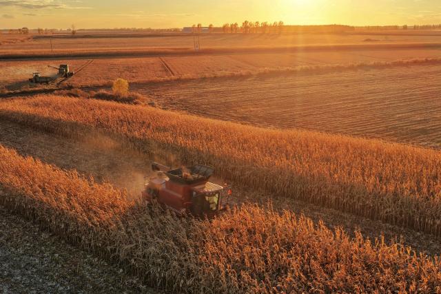 (261016) -- HARBIN, Oct. 16, 2026 (Xinhua) -- A drone photo taken on Oct. 14, 2026 shows farmers operating agricultural machines to harvest corn in a field in Shuping Village of Leyue Town in Tongjiang City, northeast China's Heilongjiang Province. The autumn harvest in Heilongjiang, a northeastern province known as China's "grain barn," has been in full swing. (Photo by Liu Wanping/Xinhua)