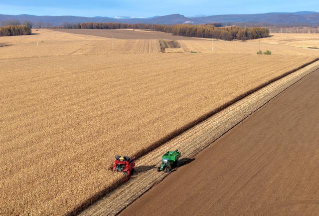 (261016) -- HARBIN, Oct. 16, 2026 (Xinhua) -- An aerial drone photo taken on Oct. 15, 2026 shows farmers operating agricultural machines to harvest corn at a farm under Beidahuang Group in northeast China's Heilongjiang Province. The autumn harvest in Heilongjiang, a northeastern province known as China's "grain barn," has been in full swing. (Photo by Gao Fugui/Xinhua)