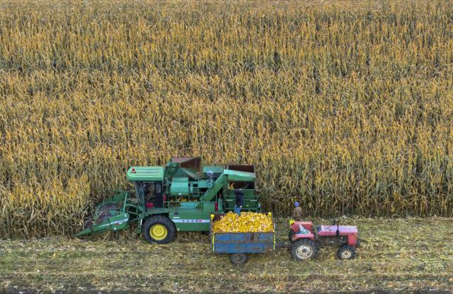 (261016) -- HARBIN, Oct. 16, 2026 (Xinhua) -- A drone photo taken on Oct. 14, 2026 shows farmers harvesting corns at a field in Tangyuan County of Jiamusi City, northeast China's Heilongjiang Province. The autumn harvest in Heilongjiang, a northeastern province known as China's "grain barn," has been in full swing. (Photo by Chen Zhiguo/Xinhua)