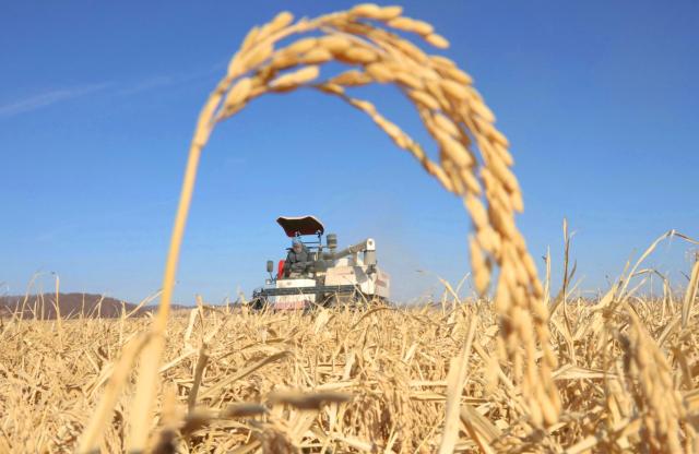 (261016) -- HARBIN, Oct. 16, 2026 (Xinhua) -- A farmer operates an agricultural machine to harvest rice at a farm under Beidahuang Group in northeast China's Heilongjiang Province, Oct. 15, 2026. The autumn harvest in Heilongjiang, a northeastern province known as China's "grain barn," has been in full swing. (Photo by Xu Yingxian/Xinhua)