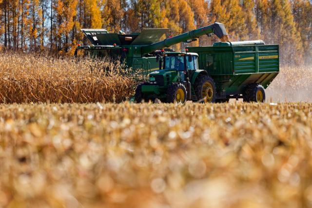 (261016) -- HARBIN, Oct. 16, 2026 (Xinhua) -- Farmers operate agricultural machines to harvest corn at a farm under Beidahuang Group in northeast China's Heilongjiang Province, Oct. 15, 2026. The autumn harvest in Heilongjiang, a northeastern province known as China's "grain barn," has been in full swing. (Xinhua/Zhang Tao)