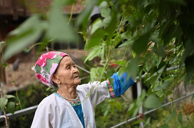 (261016) -- LONGSHENG, Oct. 16, 2026 (Xinhua) -- Hou Yujin checks the growth of pea sprouts in Longji Village of Longsheng County, south China's Guangxi Zhuang Autonomous Region, Oct. 15, 2026. Longji Village, home mainly to the Zhuang ethnic group, features traditional wooden houses nestled among terraced fields and retains its distinctive ethnic cultural heritage.
   Hou Yujin, an elderly local woman who lives in one of the century-old stilted buildings of Zhuang ethnic group in the village, has volunteered to offer free guided tours to tourists. Despite never having attended a single day of school, Hou taught herself Mandarin through great efforts to share with visitors the history of her house and the dramatic changes of the village. (Xinhua/Lu Boan)