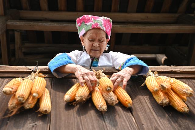 (261016) -- LONGSHENG, Oct. 16, 2026 (Xinhua) -- Hou Yujin airs ears of corn in Longji Village of Longsheng County, south China's Guangxi Zhuang Autonomous Region, Oct. 15, 2026. Longji Village, home mainly to the Zhuang ethnic group, features traditional wooden houses nestled among terraced fields and retains its distinctive ethnic cultural heritage.
   Hou Yujin, an elderly local woman who lives in one of the century-old stilted buildings of Zhuang ethnic group in the village, has volunteered to offer free guided tours to tourists. Despite never having attended a single day of school, Hou taught herself Mandarin through great efforts to share with visitors the history of her house and the dramatic changes of the village. (Xinhua/Lu Boan)