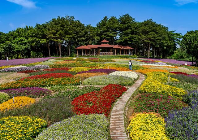 (261016) -- XIAMEN, Oct. 16, 2026 (Xinhua) -- A drone photo taken on Oct. 16, 2026 shows blooming flowers at Xiamen Horticulture Expo Garden in Xiamen, southeast China's Fujian Province. (Xinhua/Wei Peiquan)