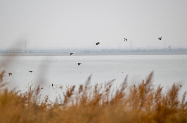 (261016) -- ULANQAB, Oct. 16, 2026 (Xinhua) -- This photo taken on Oct. 16, 2026 shows an autumn view of the Huangqihai Lake nature reserve in Ulanqab, north China's Inner Mongolia Autonomous Region.
  Huangqihai Lake in Ulanqab was once on the verge of drying up due to climate and other impacts. After years of comprehensive conservation, its water body has gradually been restored and expanded. (Xinhua/Bei He)