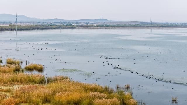 (261016) -- ULANQAB, Oct. 16, 2026 (Xinhua) -- A drone photo taken on Oct. 16, 2026 shows an autumn view of the Huangqihai Lake nature reserve in Ulanqab, north China's Inner Mongolia Autonomous Region.
  Huangqihai Lake in Ulanqab was once on the verge of drying up due to climate and other impacts. After years of comprehensive conservation, its water body has gradually been restored and expanded. (Xinhua/Lian Zhen)