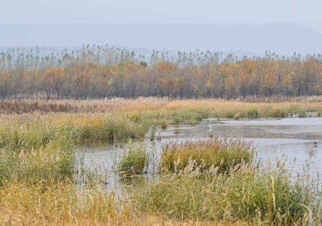 (261016) -- ULANQAB, Oct. 16, 2026 (Xinhua) -- This photo taken on Oct. 16, 2026 shows an autumn view of the Huangqihai Lake nature reserve in Ulanqab, north China's Inner Mongolia Autonomous Region.
  Huangqihai Lake in Ulanqab was once on the verge of drying up due to climate and other impacts. After years of comprehensive conservation, its water body has gradually been restored and expanded. (Xinhua/Lian Zhen)