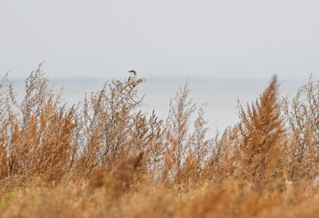 (261016) -- ULANQAB, Oct. 16, 2026 (Xinhua) -- This photo taken on Oct. 16, 2026 shows an autumn view of the Huangqihai Lake nature reserve in Ulanqab, north China's Inner Mongolia Autonomous Region.
  Huangqihai Lake in Ulanqab was once on the verge of drying up due to climate and other impacts. After years of comprehensive conservation, its water body has gradually been restored and expanded. (Xinhua/Lian Zhen)