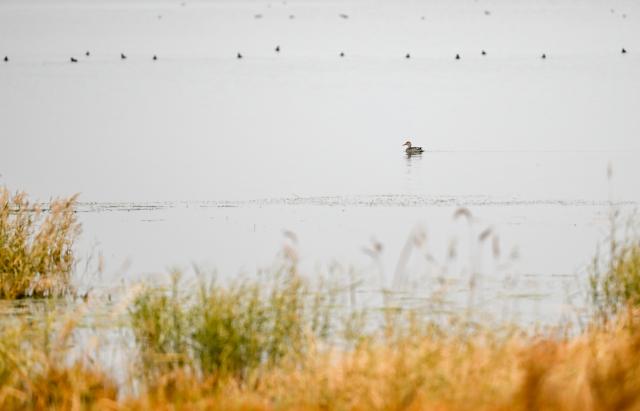 (261016) -- ULANQAB, Oct. 16, 2026 (Xinhua) -- This photo taken on Oct. 16, 2026 shows an autumn view of the Huangqihai Lake nature reserve in Ulanqab, north China's Inner Mongolia Autonomous Region.
  Huangqihai Lake in Ulanqab was once on the verge of drying up due to climate and other impacts. After years of comprehensive conservation, its water body has gradually been restored and expanded. (Xinhua/Bei He)