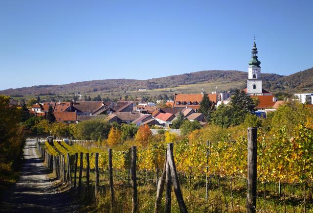 (261017) -- BRATISLAVA, Oct. 17, 2026 (Xinhua) -- This photo taken on Oct. 16, 2026 shows a vineyard in Modra, Slovakia. Modra is a historic town in western Slovakia, located at the foothills of the Little Carpathians, about 30 kilometers from Bratislava. The town is renowned for its traditional wine culture and distinctive folk pottery. (Xinhua/Liu Haodong)