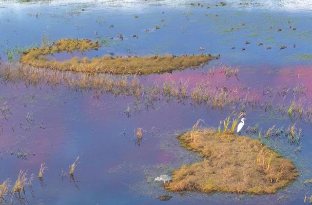 (261017) -- FUJIN, Oct. 17, 2026 (Xinhua) -- A drone photo taken on Oct. 2, 2026 shows water birds at the Sanhuanpao National Nature Reserve in Fujin City, northeast China's Heilongjiang Province. Migrant birds in the nature reserve rest and gather before their migration to the south. (Photo by Qu Yubao/Xinhua)