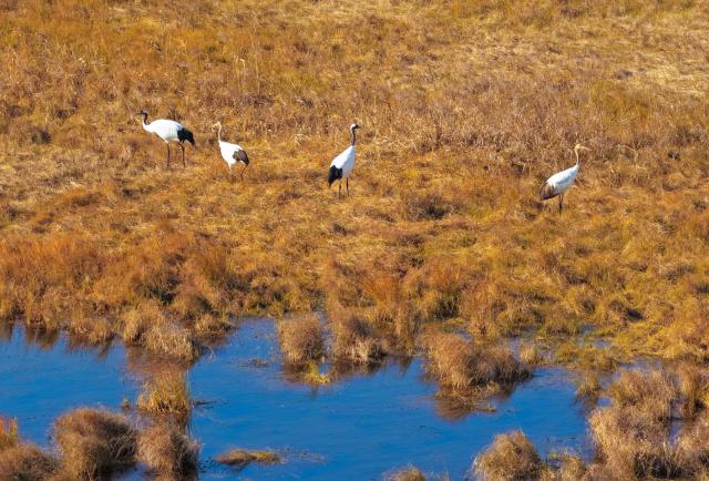(261017) -- FUJIN, Oct. 17, 2026 (Xinhua) -- A drone photo taken on Oct. 16, 2026 shows red-crowned cranes at the Sanhuanpao National Nature Reserve in Fujin City, northeast China's Heilongjiang Province. Migrant birds in the nature reserve rest and gather before their migration to the south. (Photo by Geng Xiqing/Xinhua)