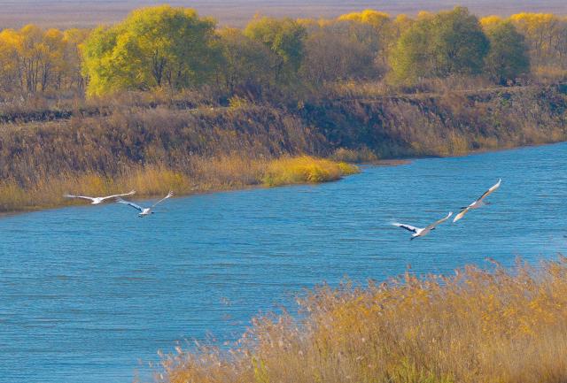 (261017) -- FUJIN, Oct. 17, 2026 (Xinhua) -- A drone photo taken on Oct. 16, 2026 shows red-crowned cranes at the Sanhuanpao National Nature Reserve in Fujin City, northeast China's Heilongjiang Province. Migrant birds in the nature reserve rest and gather before their migration to the south. (Photo by Chen Zhiguo/Xinhua)