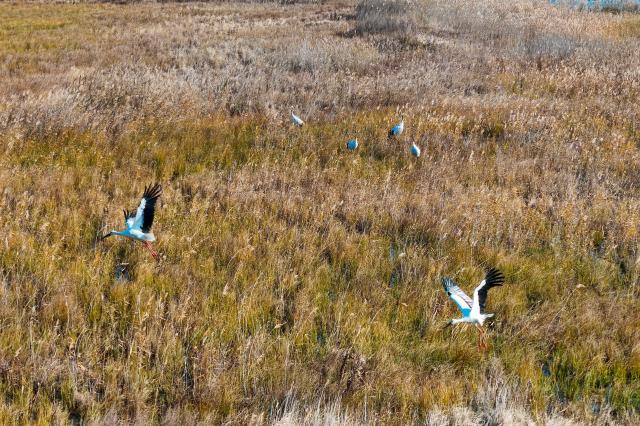 (261017) -- FUJIN, Oct. 17, 2026 (Xinhua) -- A drone photo taken on Oct. 16, 2026 shows oriental white storks and red-crowned cranes at the Sanhuanpao National Nature Reserve in Fujin City, northeast China's Heilongjiang Province. Migrant birds in the nature reserve rest and gather before their migration to the south. (Photo by Qu Yubao/Xinhua)