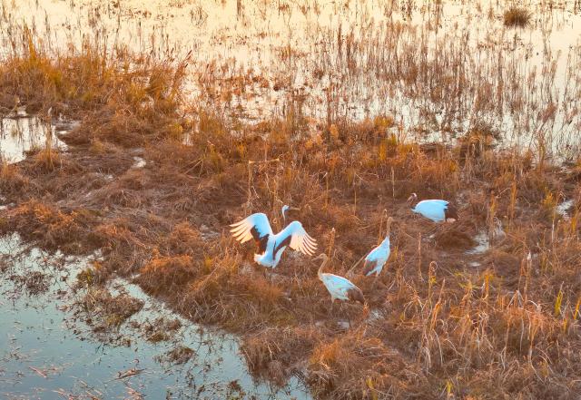 (261017) -- FUJIN, Oct. 17, 2026 (Xinhua) -- An aerial drone photo taken on Oct. 15, 2026 shows red-crowned cranes at the Sanhuanpao National Nature Reserve in Fujin City, northeast China's Heilongjiang Province. Migrant birds in the nature reserve rest and gather before their migration to the south. (Photo by Qu Yubao/Xinhua)