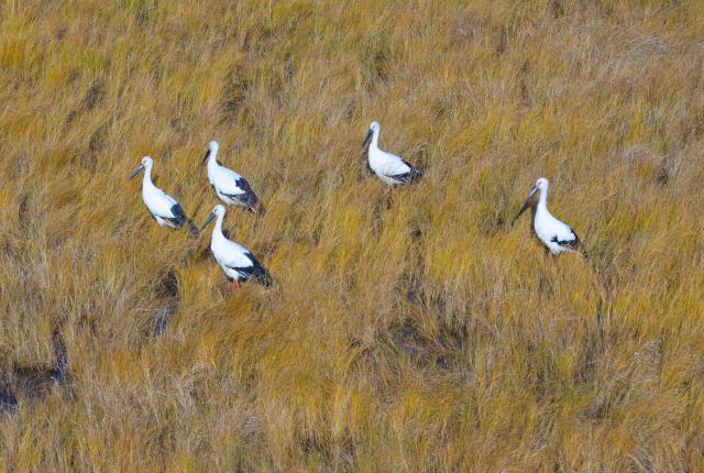 (261017) -- FUJIN, Oct. 17, 2026 (Xinhua) -- A drone photo taken on Oct. 16, 2026 shows oriental white storks at the Sanhuanpao National Nature Reserve in Fujin City, northeast China's Heilongjiang Province. Migrant birds in the nature reserve rest and gather before their migration to the south. (Photo by Chen Zhiguo/Xinhua)