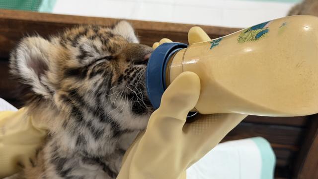 (261017) -- HARBIN, Oct. 17, 2026 (Xinhua) -- A breeder feeds a Siberian tiger cub at the Hengdaohezi Siberian Tiger Park in Hailin City, northeast China's Heilongjiang Province, April 17, 2026. The Hengdaohezi Siberian Tiger Park and the Siberian Tiger Park, both located in northeast China's Heilongjiang Province, have been collaborating to conserve Siberian tigers through rewilding training, conservation research and public engagement. (Photo by Fan Junchen/Xinhua)