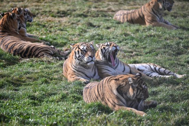 (261017) -- HARBIN, Oct. 17, 2026 (Xinhua) -- This photo taken on Oct. 15, 2026 shows Siberian tigers at the Hengdaohezi Siberian Tiger Park in Hailin City, northeast China's Heilongjiang Province. The Hengdaohezi Siberian Tiger Park and the Siberian Tiger Park, both located in northeast China's Heilongjiang Province, have been collaborating to conserve Siberian tigers through rewilding training, conservation research and public engagement. (Xinhua/Sun Ruibo)