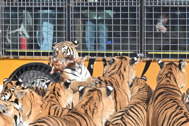 (261017) -- HARBIN, Oct. 17, 2026 (Xinhua) -- A tourist takes photos of Siberian tigers vying for food from inside a protective sightseeing vehicle at the Hengdaohezi Siberian Tiger Park in Hailin City, northeast China's Heilongjiang Province, Oct. 15, 2026. The Hengdaohezi Siberian Tiger Park and the Siberian Tiger Park, both located in northeast China's Heilongjiang Province, have been collaborating to conserve Siberian tigers through rewilding training, conservation research and public engagement. (Xinhua/Sun Ruibo)