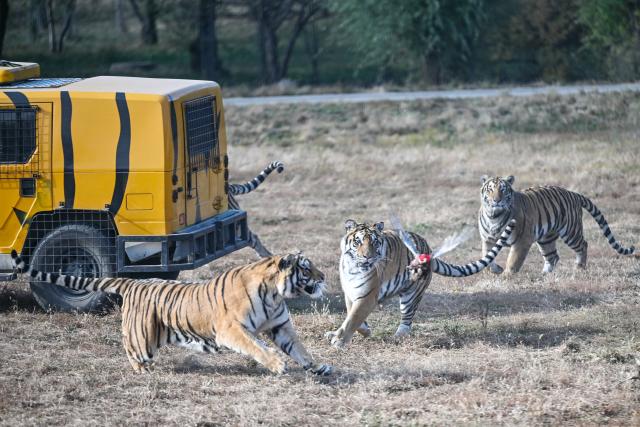 (261017) -- HARBIN, Oct. 17, 2026 (Xinhua) -- Siberian tigers attempt to catch live animals served as their food at the Siberian Tiger Park in Harbin, northeast China's Heilongjiang Province, Oct. 16, 2026. The Hengdaohezi Siberian Tiger Park and the Siberian Tiger Park, both located in northeast China's Heilongjiang Province, have been collaborating to conserve Siberian tigers through rewilding training, conservation research and public engagement. (Xinhua/Sun Ruibo)