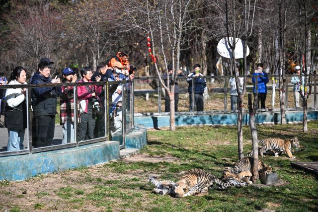 (261017) -- HARBIN, Oct. 17, 2026 (Xinhua) -- Tourists take photos of Siberian tiger cubs at the Hengdaohezi Siberian Tiger Park in Hailin City, northeast China's Heilongjiang Province, Oct. 15, 2026. The Hengdaohezi Siberian Tiger Park and the Siberian Tiger Park, both located in northeast China's Heilongjiang Province, have been collaborating to conserve Siberian tigers through rewilding training, conservation research and public engagement. (Xinhua/Sun Ruibo)