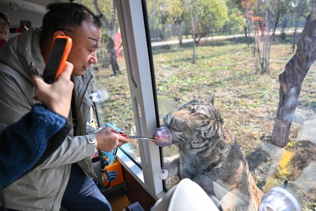 (261017) -- HARBIN, Oct. 17, 2026 (Xinhua) -- Tourists interact with a Siberian tiger at the Siberian Tiger Park in Harbin, northeast China's Heilongjiang Province, Oct. 16, 2026. The Hengdaohezi Siberian Tiger Park and the Siberian Tiger Park, both located in northeast China's Heilongjiang Province, have been collaborating to conserve Siberian tigers through rewilding training, conservation research and public engagement. (Xinhua/Sun Ruibo)