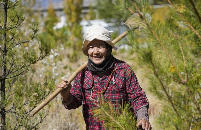 (261017) -- SHANNAN, Oct. 17, 2026 (Xinhua) -- A maintenance and protection worker patrols in the Shannan section of an afforestation project covering mountainous regions between Lhasa and Shannan, in Shannan City, southwest China's Xizang Autonomous Region, Oct. 17, 2026. In various areas of the Shannan section of this afforestation project, staff members have carried out forest and grassland fire prevention patrols, cleared flammable materials, opened firebreaks, and checked and repaired irrigation facilities to prepare for this year's first winter irrigation.
  The Shannan section of the project, which kicked off in 2022, has completed a total of 317,500 mu (about 21,166.67 hectares) of afforestation and generated more than 2.15 million jobs opportunities as of 2026. (Xinhua/Jigme Dorje)