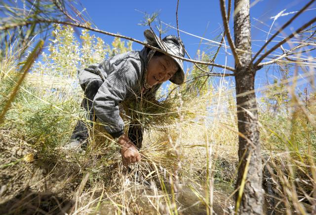 (261017) -- SHANNAN, Oct. 17, 2026 (Xinhua) -- A maintenance and protection worker clears weed for fire prevention in the Shannan section of an afforestation project covering mountainous regions between Lhasa and Shannan, in Shannan City, southwest China's Xizang Autonomous Region, Oct. 17, 2026. In various areas of the Shannan section of this afforestation project, staff members have carried out forest and grassland fire prevention patrols, cleared flammable materials, opened firebreaks, and checked and repaired irrigation facilities to prepare for this year's first winter irrigation.
  The Shannan section of the project, which kicked off in 2022, has completed a total of 317,500 mu (about 21,166.67 hectares) of afforestation and generated more than 2.15 million jobs opportunities as of 2026. (Xinhua/Jigme Dorje)