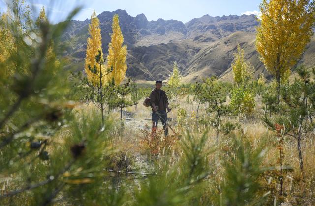 (261017) -- SHANNAN, Oct. 17, 2026 (Xinhua) -- A maintenance and protection worker clears weed to create firebreaks in the Shannan section of an afforestation project covering mountainous regions between Lhasa and Shannan, in Shannan City, southwest China's Xizang Autonomous Region, Oct. 17, 2026. In various areas of the Shannan section of this afforestation project, staff members have carried out forest and grassland fire prevention patrols, cleared flammable materials, opened firebreaks, and checked and repaired irrigation facilities to prepare for this year's first winter irrigation.
  The Shannan section of the project, which kicked off in 2022, has completed a total of 317,500 mu (about 21,166.67 hectares) of afforestation and generated more than 2.15 million jobs opportunities as of 2026. (Xinhua/Jigme Dorje)