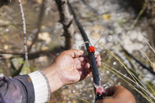 (261017) -- SHANNAN, Oct. 17, 2026 (Xinhua) -- A maintenance and protection worker clears a drip irrigation pipe in the Shannan section of an afforestation project covering mountainous regions between Lhasa and Shannan, in Shannan City, southwest China's Xizang Autonomous Region, Oct. 17, 2026. In various areas of the Shannan section of this afforestation project, staff members have carried out forest and grassland fire prevention patrols, cleared flammable materials, opened firebreaks, and checked and repaired irrigation facilities to prepare for this year's first winter irrigation.
  The Shannan section of the project, which kicked off in 2022, has completed a total of 317,500 mu (about 21,166.67 hectares) of afforestation and generated more than 2.15 million jobs opportunities as of 2026. (Xinhua/Jigme Dorje)