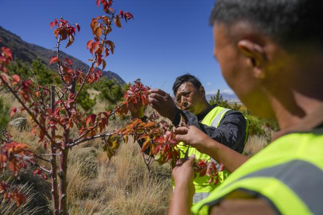(261017) -- SHANNAN, Oct. 17, 2026 (Xinhua) -- Maintenance and protection workers carry out pest and disease control operations in the Shannan section of an afforestation project covering mountainous regions between Lhasa and Shannan, in Shannan City, southwest China's Xizang Autonomous Region, Oct. 17, 2026. In various areas of the Shannan section of this afforestation project, staff members have carried out forest and grassland fire prevention patrols, cleared flammable materials, opened firebreaks, and checked and repaired irrigation facilities to prepare for this year's first winter irrigation.
  The Shannan section of the project, which kicked off in 2022, has completed a total of 317,500 mu (about 21,166.67 hectares) of afforestation and generated more than 2.15 million jobs opportunities as of 2026. (Xinhua/Jigme Dorje)