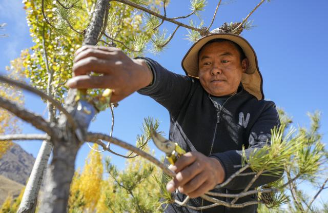 (261017) -- SHANNAN, Oct. 17, 2026 (Xinhua) -- A maintenance and protection worker carries out pruning operations in the Shannan section of an afforestation project covering mountainous regions between Lhasa and Shannan, in Shannan City, southwest China's Xizang Autonomous Region, Oct. 17, 2026. In various areas of the Shannan section of this afforestation project, staff members have carried out forest and grassland fire prevention patrols, cleared flammable materials, opened firebreaks, and checked and repaired irrigation facilities to prepare for this year's first winter irrigation.
  The Shannan section of the project, which kicked off in 2022, has completed a total of 317,500 mu (about 21,166.67 hectares) of afforestation and generated more than 2.15 million jobs opportunities as of 2026. (Xinhua/Jigme Dorje)