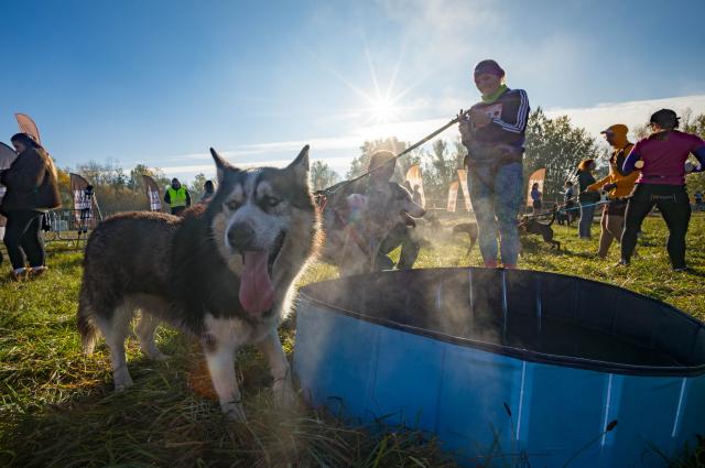 (261018) -- WARSAW, Oct. 18, 2026 (Xinhua) -- Dogs rest beside a pool at the RAW PALEO Warsaw Dog Run in Warsaw, Poland, Oct. 17, 2026. Organized by the Warsaw Marathon Foundation, the event featured a roughly 5-kilometer canicross race for human-dog teams and an orienteering walk with dogs. (Photo by Jaap Arriens/Xinhua)