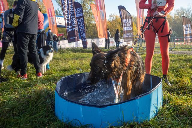 (261018) -- WARSAW, Oct. 18, 2026 (Xinhua) -- A dog splashes in a pool at the RAW PALEO Warsaw Dog Run in Warsaw, Poland, Oct. 17, 2026. Organized by the Warsaw Marathon Foundation, the event featured a roughly 5-kilometer canicross race for human-dog teams and an orienteering walk with dogs. (Photo by Jaap Arriens/Xinhua)