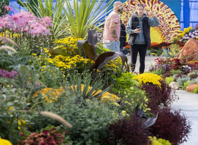 (261018) -- HAMILTON, Oct. 18, 2026 (Xinhua) -- People visit the 2026 Fall Floral Mum Show in Hamilton, Ontario, Canada, on Oct. 17, 2026. Featuring over 200 chrysanthemum varieties and more than 100,000 on-site blooms, the annual show kicked off here on Saturday and will last until Oct. 25. (Photo by Zou Zheng/Xinhua)