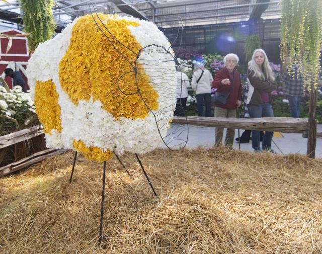 (261018) -- HAMILTON, Oct. 18, 2026 (Xinhua) -- People view a floral installation during the 2026 Fall Floral Mum Show in Hamilton, Ontario, Canada, on Oct. 17, 2026. Featuring over 200 chrysanthemum varieties and more than 100,000 on-site blooms, the annual show kicked off here on Saturday and will last until Oct. 25. (Photo by Zou Zheng/Xinhua)