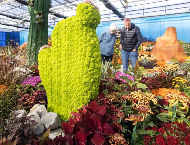 (261018) -- HAMILTON, Oct. 18, 2026 (Xinhua) -- People visit the 2026 Fall Floral Mum Show in Hamilton, Ontario, Canada, on Oct. 17, 2026. Featuring over 200 chrysanthemum varieties and more than 100,000 on-site blooms, the annual show kicked off here on Saturday and will last until Oct. 25. (Photo by Zou Zheng/Xinhua)