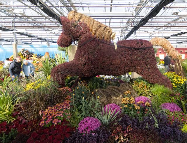 (261018) -- HAMILTON, Oct. 18, 2026 (Xinhua) -- People view a floral installation during the 2026 Fall Floral Mum Show in Hamilton, Ontario, Canada, on Oct. 17, 2026. Featuring over 200 chrysanthemum varieties and more than 100,000 on-site blooms, the annual show kicked off here on Saturday and will last until Oct. 25. (Photo by Zou Zheng/Xinhua)