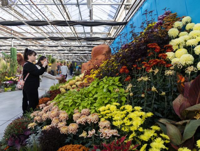 (261018) -- HAMILTON, Oct. 18, 2026 (Xinhua) -- People visit the 2026 Fall Floral Mum Show in Hamilton, Ontario, Canada, on Oct. 17, 2026. Featuring over 200 chrysanthemum varieties and more than 100,000 on-site blooms, the annual show kicked off here on Saturday and will last until Oct. 25. (Photo by Zou Zheng/Xinhua)