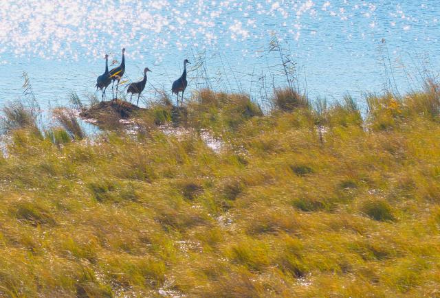 (261018) -- BEIJING, Oct. 18, 2026 (Xinhua) -- A drone photo taken on Oct. 16, 2026 shows hooded cranes at the Sanhuanpao National Nature Reserve in Fujin City, northeast China's Heilongjiang Province. Migrant birds in the nature reserve rest and gather before their migration to the south. (Photo by Chen Zhiguo/Xinhua)