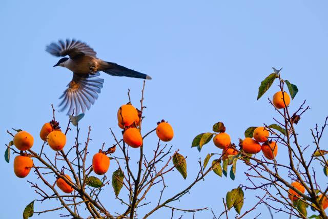 (261018) -- BEIJING, Oct. 18, 2026 (Xinhua) -- An azure-winged magpie flies over a persimmon tree at a persimmon garden in Jinhu County of Huai'an City, east China's Jiangsu Province, Oct. 10, 2026. From branches heavy with fruits to golden farmlands, and onto farmhouses' rooftops and courtyards laden with bountiful harvest, a vibrant autumn harvest scene unfolds across the country. (Photo by Liang Debin/Xinhua)