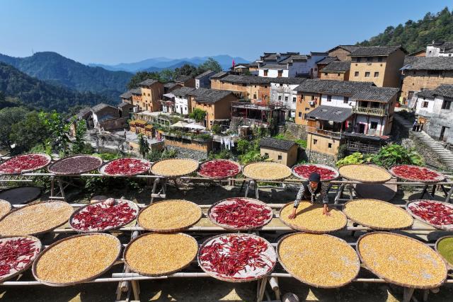 (261018) -- BEIJING, Oct. 18, 2026 (Xinhua) -- A drone photo taken on Oct. 11, 2026 shows a villager drying crops in Yangchan Village of Huangshan City, east China's Anhui Province. From branches heavy with fruits to golden farmlands, and onto farmhouses' rooftops and courtyards laden with bountiful harvest, a vibrant autumn harvest scene unfolds across the country. (Photo by Fan Chengzhu/Xinhua)
