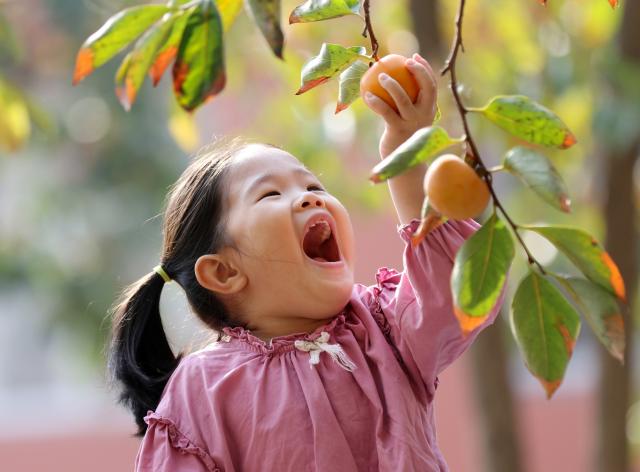 (261018) -- BEIJING, Oct. 18, 2026 (Xinhua) -- A child looks at a persimmon on the tree at a kindergarten in Gaomi City, east China's Shandong Province, Oct. 12, 2026. From branches heavy with fruits to golden farmlands, and onto farmhouses' rooftops and courtyards laden with bountiful harvest, a vibrant autumn harvest scene unfolds across the country. (Photo by Li Haitao/Xinhua)