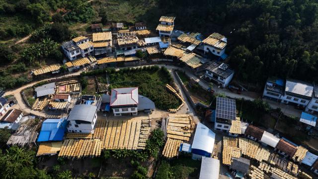 (261018) -- BEIJING, Oct. 18, 2026 (Xinhua) -- A drone photo taken on Oct. 13, 2026 shows a view of Pingxi Village of Tianlin County, Baise City, south China's Guangxi Zhuang Autonomous Region. From branches heavy with fruits to golden farmlands, and onto farmhouses' rooftops and courtyards laden with bountiful harvest, a vibrant autumn harvest scene unfolds across the country. (Photo by Huang Shuqing/Xinhua)