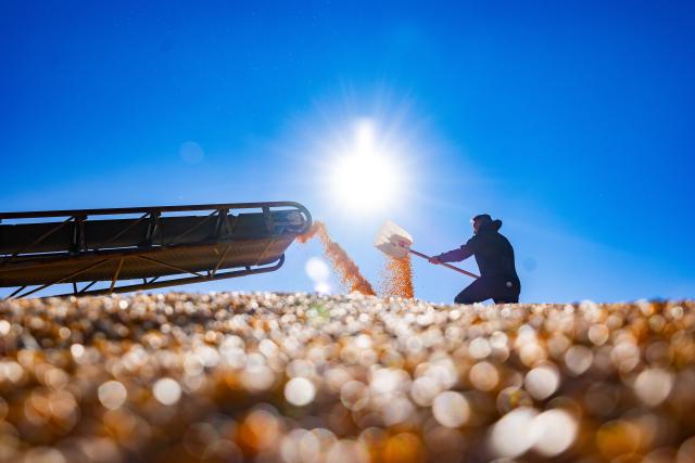 (261018) -- BEIJING, Oct. 18, 2026 (Xinhua) -- A staff member works at a drying field under Beidahuang Group in Heihe City in northeast China's Heilongjiang Province, Oct. 14, 2026. From branches heavy with fruits to golden farmlands, and onto farmhouses' rooftops and courtyards laden with bountiful harvest, a vibrant autumn harvest scene unfolds across the country. (Photo by Qian Boyu/Xinhua)