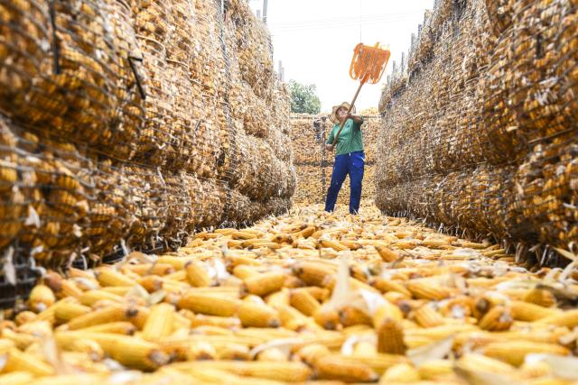 (261018) -- BEIJING, Oct. 18, 2026 (Xinhua) -- A farmer uploads harvested corn for drying in Lilin Town of Jiyuan City, central China's Henan Province, Oct. 11, 2026. From branches heavy with fruits to golden farmlands, and onto farmhouses' rooftops and courtyards laden with bountiful harvest, a vibrant autumn harvest scene unfolds across the country. (Photo by Miao Qiunao/Xinhua)