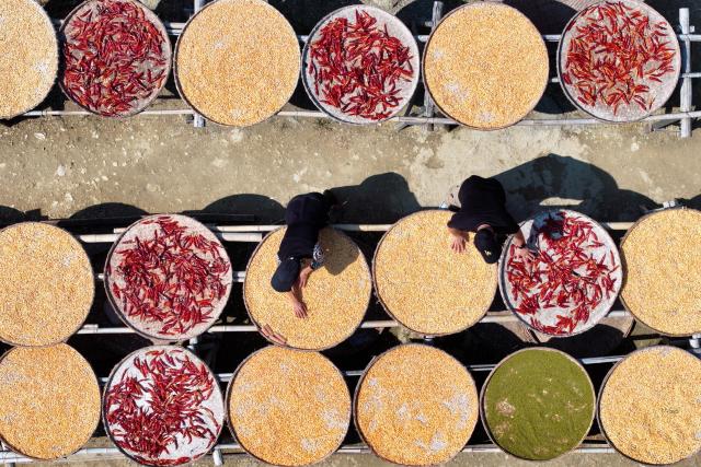 (261018) -- BEIJING, Oct. 18, 2026 (Xinhua) -- An aerial drone photo taken on Oct. 11, 2026 shows villagers drying crops in Yangchan Village in Huangshan City, east China's Anhui Province. From branches heavy with fruits to golden farmlands, and onto farmhouses' rooftops and courtyards laden with bountiful harvest, a vibrant autumn harvest scene unfolds across the country. (Photo by Fan Chengzhu/Xinhua)