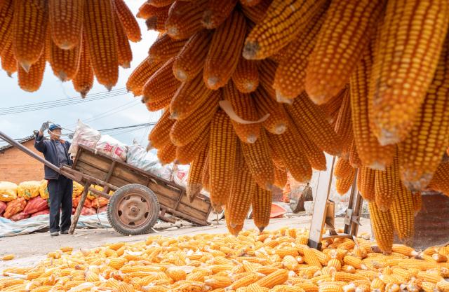 (261018) -- BEIJING, Oct. 18, 2026 (Xinhua) -- A farmer transports harvested corn in Qinglong Village of Qujing City, southwest China's Yunnan Province, Oct. 11, 2026. From branches heavy with fruits to golden farmlands, and onto farmhouses' rooftops and courtyards laden with bountiful harvest, a vibrant autumn harvest scene unfolds across the country. (Photo by Yang Junpeng/Xinhua)
