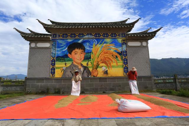 (261018) -- BEIJING, Oct. 18, 2026 (Xinhua) -- Villagers dry harvested rice in Chaoyang Village of Tengchong City, southwest China's Yunnan Province, Oct. 13, 2026. From branches heavy with fruits to golden farmlands, and onto farmhouses' rooftops and courtyards laden with bountiful harvest, a vibrant autumn harvest scene unfolds across the country. (Photo by Zhao Hui/Xinhua)