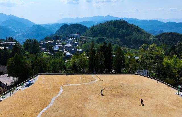 (261018) -- BEIJING, Oct. 18, 2026 (Xinhua) -- A drone photo taken on Oct. 10, 2026 shows villagers working at a drying yard in Gaoping Village of Lin'e Town, Qianjiang District, southwest China's Chongqing Municipality. From branches heavy with fruits to golden farmlands, and onto farmhouses' rooftops and courtyards laden with bountiful harvest, a vibrant autumn harvest scene unfolds across the country. (Photo by Yang Min/Xinhua)